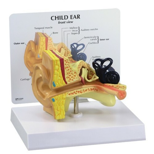 Orecchio bambino anatomico